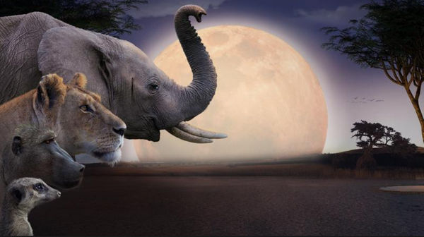 Kalahari lautre loi de la jungle News Actual