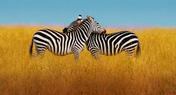 planete animale les jeux de lamour News Actual