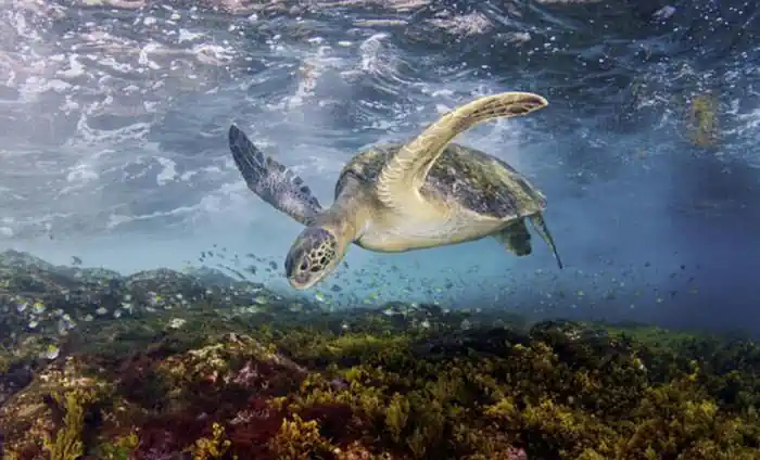 mediterranee lodyssee pour la vie News Actual