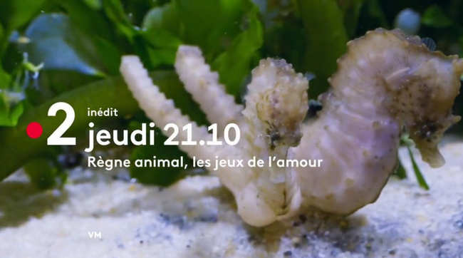 regne animal les jeux de lamour News Actual