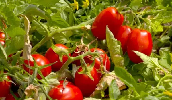 arnaques a ltalienne News Actual