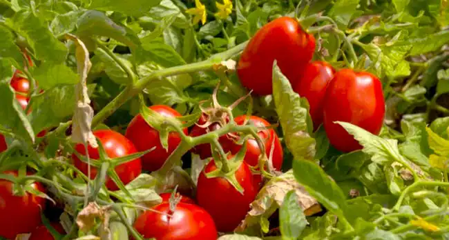 arnaques a ltalienne News Actual