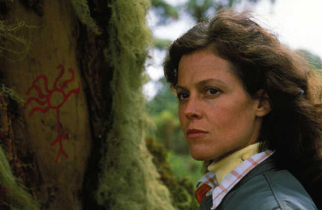 Gorilles dans la brume News Actual