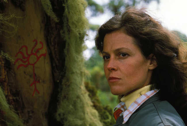 Gorilles dans la brume News Actual